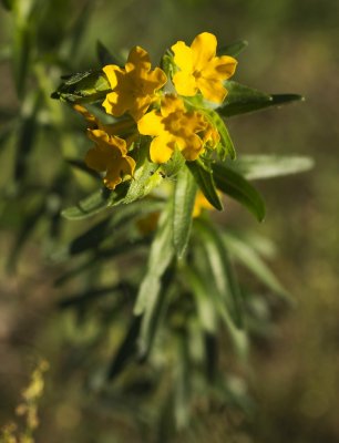 Hairy Puccoon (Lithospermum caroliniense)