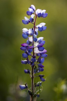 Wild Blue Lupine (Lupinus perennis)