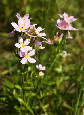 Rose Pink (Sabatia angularis)