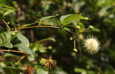 Button Bush (Cephalanthus occidentalis)