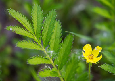 Silverweed (Argentina anserina)