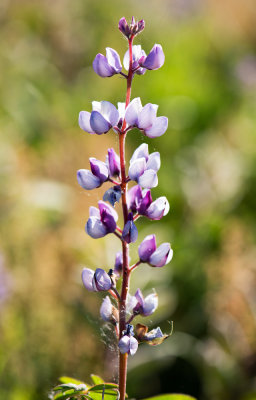 Wild Blue Lupine (Lupinus perennis)