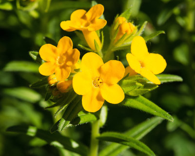 Hairy Puccoon (Lithospermum caroliniense)