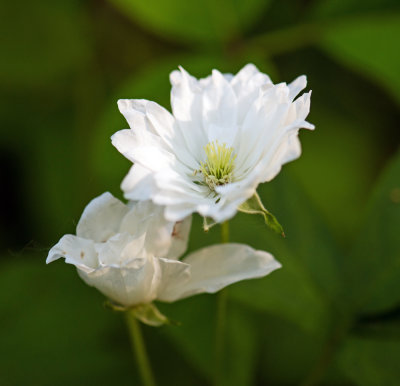 Rubus sp.