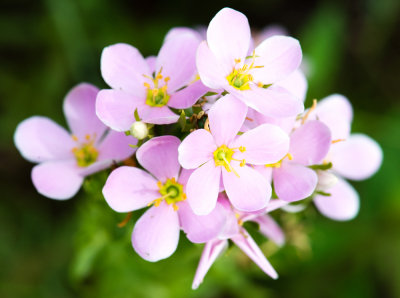 Rose Pink (Sabatia angularis)