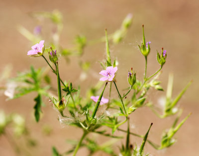 Bicknell's geranium (Geranium bicknellii)