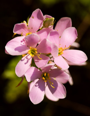 Rose Pink (Sabatia angularis)