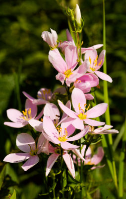Rose Pink (Sabatia angularis)