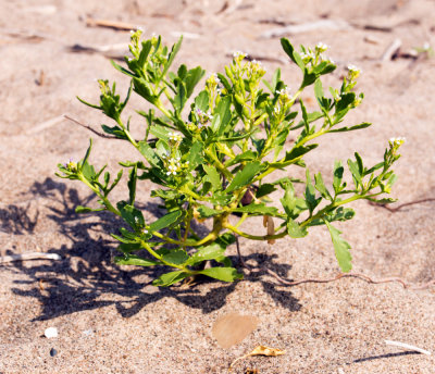 American Sea Rocket (Cakile edentula)