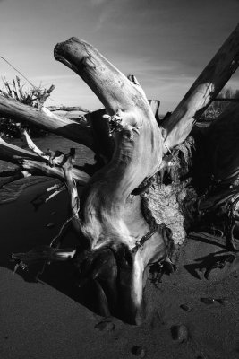 Driftwood