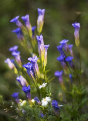 Greater Fringed Gentian (Gentianopsis crinita)