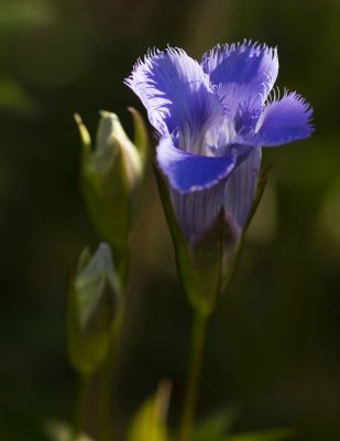 Greater Fringed Gentian (Gentianopsis crinita)