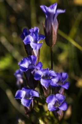Greater Fringed Gentian (Gentianopsis crinita)