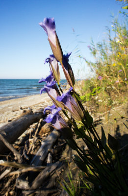 Greater Fringed Gentian (Gentianopsis crinita)