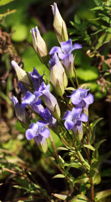 Greater Fringed Gentian (Gentianopsis crinita)