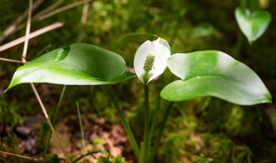 Wild Calla (Calla palustris)