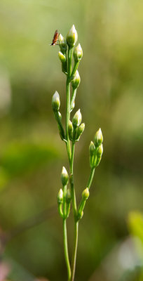 Screwstem (Bartonia paniculata)