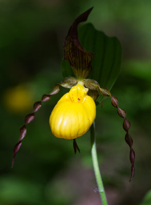 Yellow Lady Slipper (Cypripedium parviflorum var. pubescens)