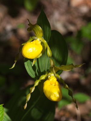 Yellow Lady Slipper (Cypripedium parviflorum var. pubescens)
