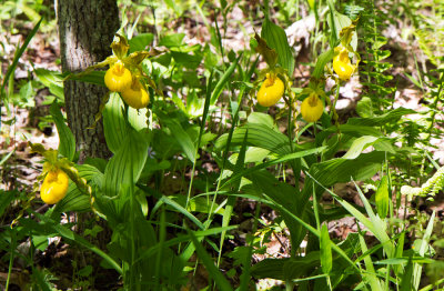 Yellow Lady Slipper (Cypripedium parviflorum var. pubescens)