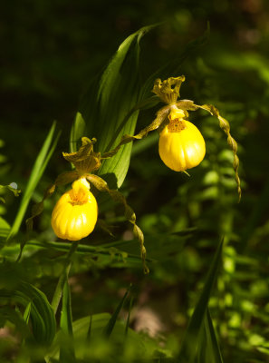 Yellow Lady Slipper (Cypripedium parviflorum var. pubescens)