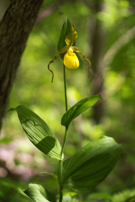 Yellow Lady Slipper (Cypripedium parviflorum var. pubescens)