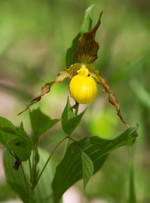 Yellow Lady Slipper (Cypripedium parviflorum var. pubescens)