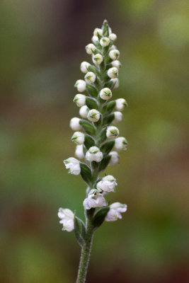 Downy Rattlesnake Plantain (Goodyera pubescens)