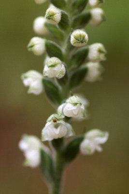 Downy Rattlesnake Plantain (Goodyera pubescens)