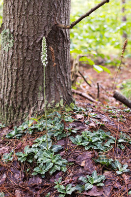 Downy Rattlesnake Plantain (Goodyera pubescens)