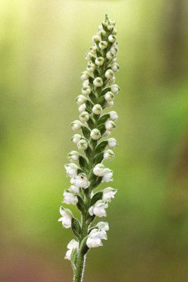 Downy Rattlesnake Plantain (Goodyera pubescens)