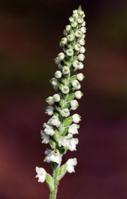 Downy Rattlesnake Plantain (Goodyera pubescens)