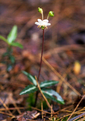 Spotted Wintergreen (Chimaphila maculata)