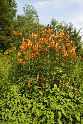 Turks-Cap Lily (Lilium superbum)