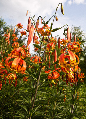 Turks-Cap Lily (Lilium superbum)