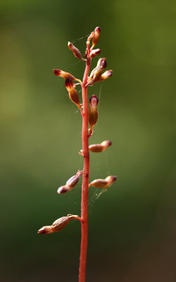 Autumn Coralroot Orchid (Corallorhiza odontorhiza)