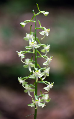 Lesser Pad-Leaved Orchid (Platanthera orbiculata)