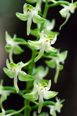 Lesser Pad-Leaved Orchid (Platanthera orbiculata)
