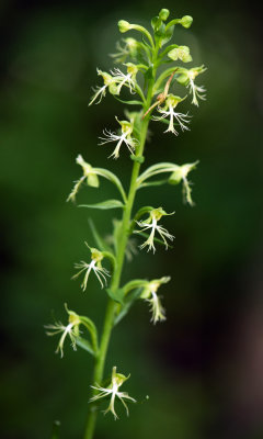 Ragged Fringed Orchid (Platanthera lacera)