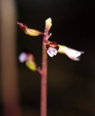 Pringle's Autumn Coralroot (Corallorhiza odontorhiza var. pringlei) 