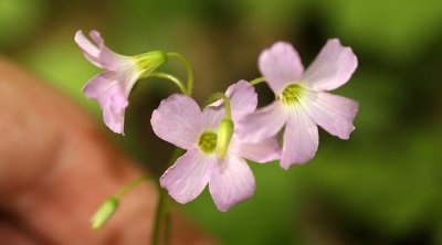 Violet Wood Sorrel (Oxalis violacea)