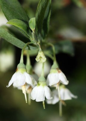 Deerberry (Vaccinium stamineum)