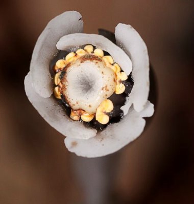 Indian Pipe (Monotropa uniflora)