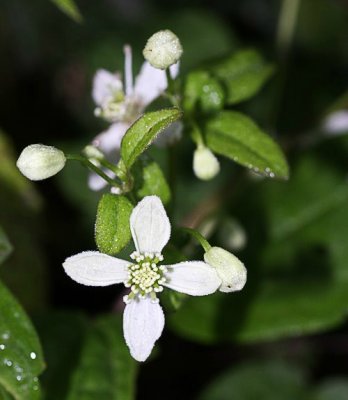 Bedstraw (Galium sp.)