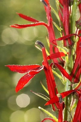 Cardinal Flower (Lobelia cardinalis)
