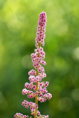 Steeple Bush (Spiraea tomentosa)