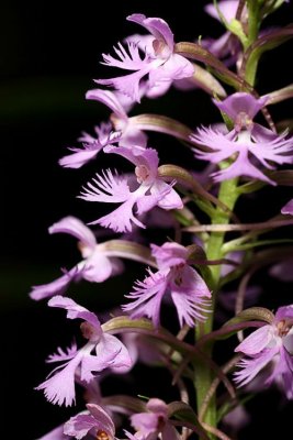 Lesser Purple Fringed Orchid (Platanthera psycodes)