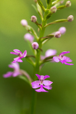 Lesser Purple Fringed Orchid (Platanthera psycodes)