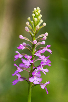 Lesser Purple Fringed Orchid (Platanthera psycodes)