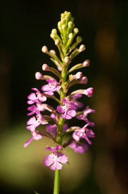 Lesser Purple Fringed Orchid (Platanthera psycodes)